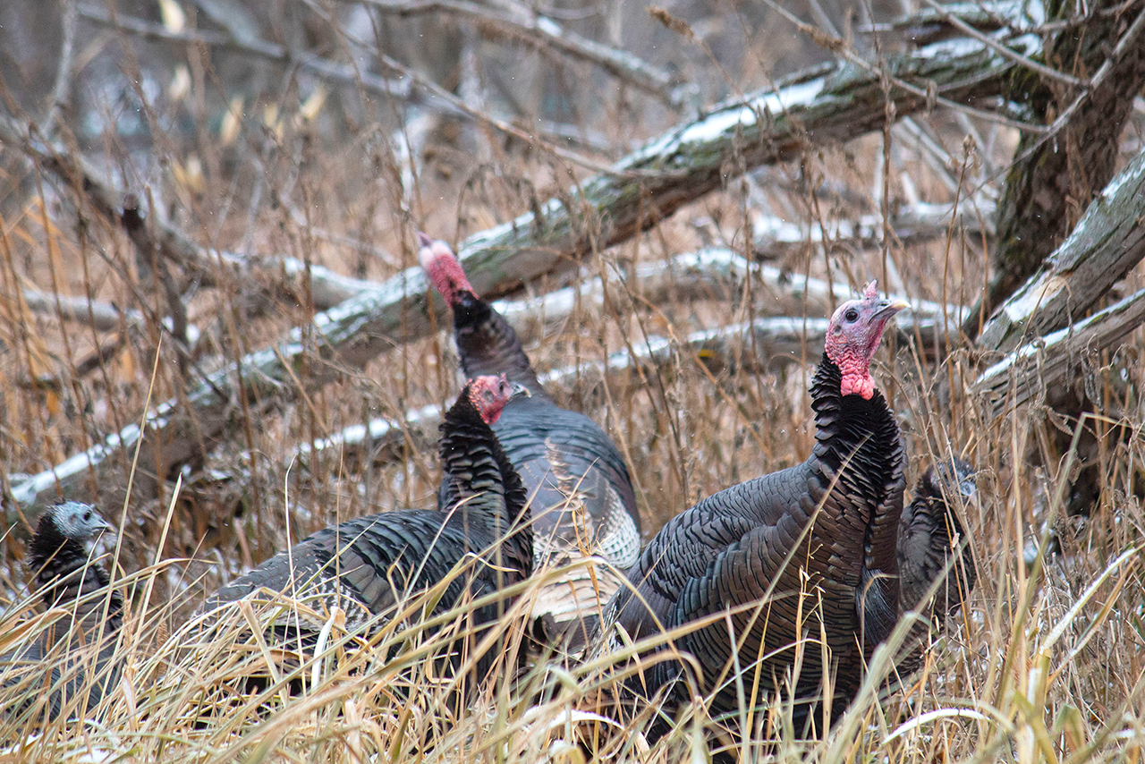 turkeys in field