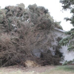 Damage from straight line winds